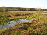 Hochmoor Mecklenbruch (9)